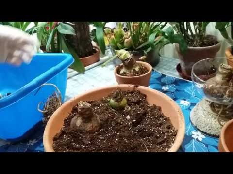 Видео: Амариллис(Amarillis)Способы посадки.