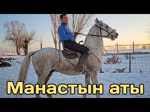 Видео: Манастын аттары КАШКА ТЕРЕКТЕ