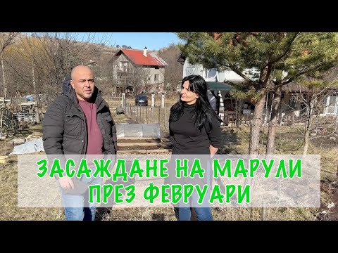 Видео: Когда сажать салат в саду?