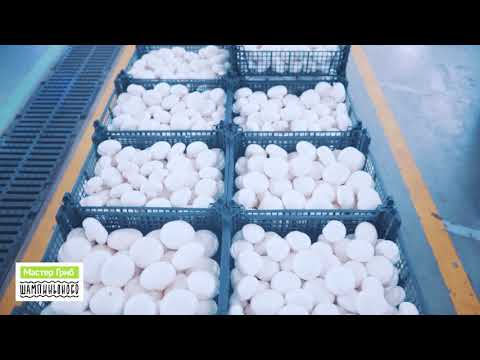 Видео: Мастер Гриб  - Производство Шампиньонов