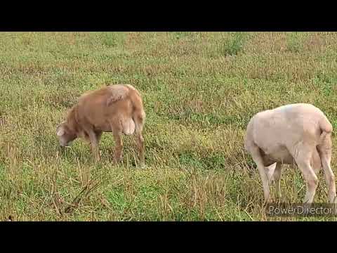 Видео: Продажа чистокровных катумских баранчиков в РБ:  сезон покрытия овец 2024 открыт.