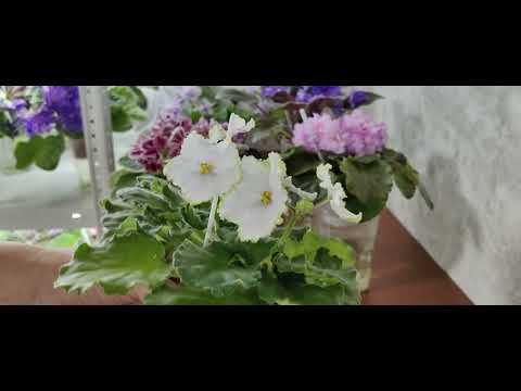 Видео: ФИТИЛЬНЫЙ полив фиалок, свет, удобрения🌸🌸🌸#комнатныерастения #сенполия #фиалки #фитильныйполив