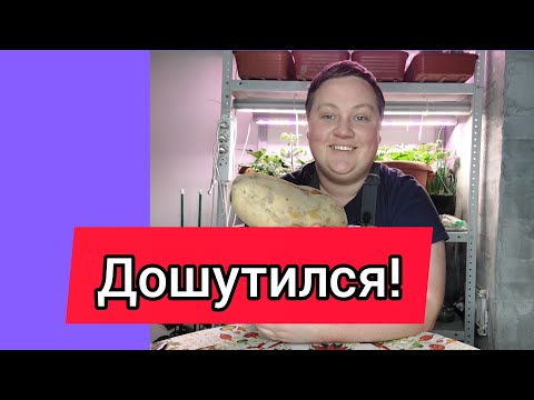 Видео: Самый масштабный эксперимент этого года! Итоги по картофелю 2022!