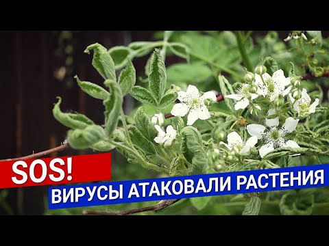 Видео: SOS!  Вирусы атаковали растения