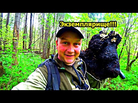 Видео: Вот это чага! Вот это находка! Колобаха мощная конечно.