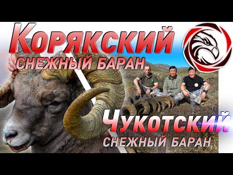 Видео: ГОРНАЯ ОХОТА НА ЧУКОТКЕ: КОРЯКСКИЙ И ЧУКОТСКИЙ СНЕЖНЫЙ БАРАН