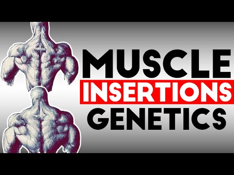 Видео: Генетика бодибилдинга: мышечные соединения