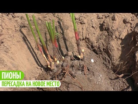 Видео: ПИОНЫ. ПОСАДКА НА НОВОЕ МЕСТО. Мои цветы. Мой опыт.