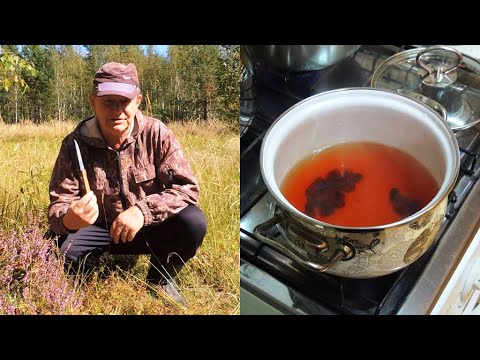 Видео: КАЛГАН 🌱 (лапчатка прямостоячая) - рецепт отвара от ДИАРЕИ при бактериальных и вирусных инфекциях.