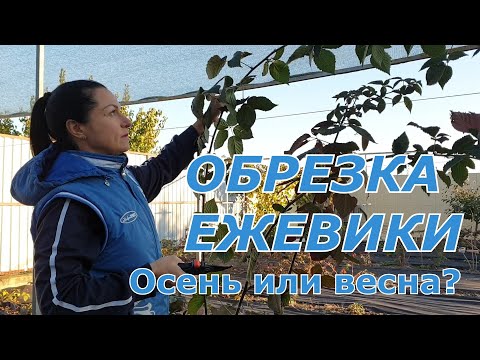 Видео: Обрезка ежевики. Осенью или весной?