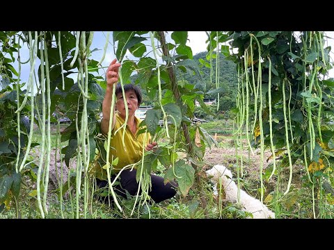 Видео: Вигна длинная и длинная.