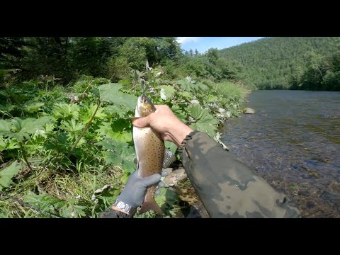 Видео: Пока-что это лучшая рыбалка на горной речке. ( часть 2)