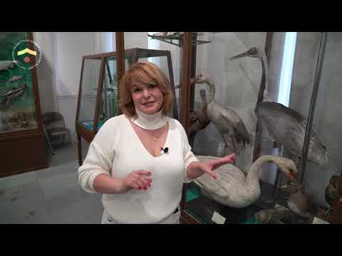 Видео: Знакомьтесь Сахалинский областной краеведческий музей