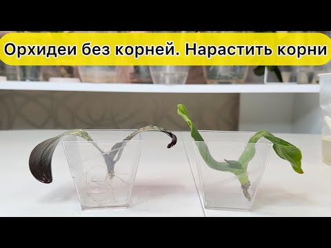 Видео: У орхидеи нет корней / Нарастить корни орхидеям