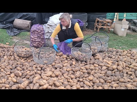 Видео: Ціна на🥔🥔Гранада та Королева‼️Останне сортування 🥔🥔картоплі‼️Ще не перебрав а,велику🥔🥔продав