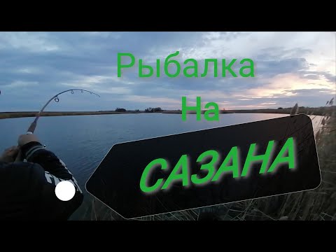 Видео: Сазаны гнут удилище!!! Улов 15 кг!!! Рыбалка 2021