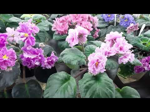 Видео: Какое ОСВЕЩЕНИЕ подходит для фиалок? МОЙ СЕКРЕТ УСПЕШНОГО ВЫРАЩИВАНИЯ ФИАЛОК #4