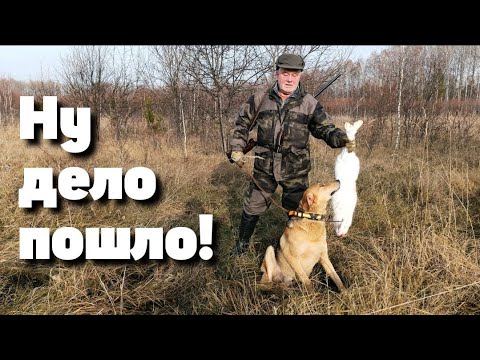 Видео: День охоты на зайца с русской гончей — полный экшен!