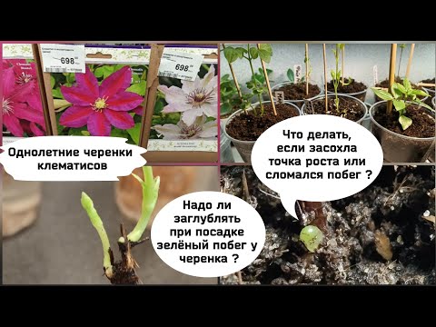 Видео: Однолетние черенки клематиса. Что делать, если сломался побег или засохла точка роста.