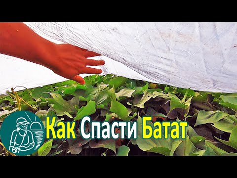 Видео: 🥔 Какие морозы батат выдержал под спанбондом 🌿 Выращивание батата 🌱 Опыт Гордеевых
