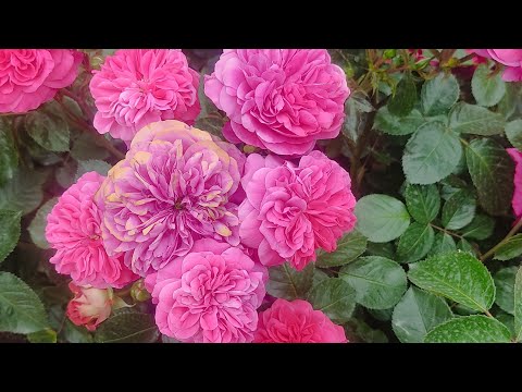 Видео: Цветение роз🌹Черенкованные розы, помогите определить сорта