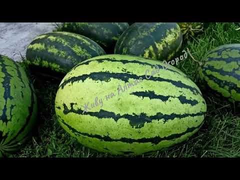 Видео: Сняли два урожая  Арбузов с грядки-термоса/Режем арбуз/Как определить спелость.