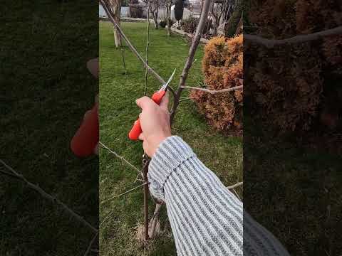 Видео: яблоня Как создать компактную крону?