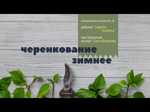 Видео: Одревесневшее (зимнее) черенкование