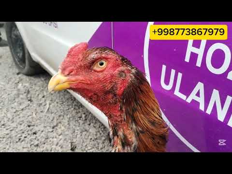 Видео: Шахрихон дакан бозор нархлари 2025-йил #rek #assel #aseel #tozazot #dakan #dakanchilar #xo'roz