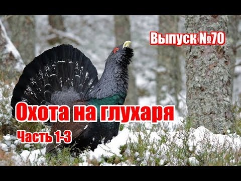 Видео: Охота на глухаря | Часть 1-3 | Выпуск №70 (RUS)