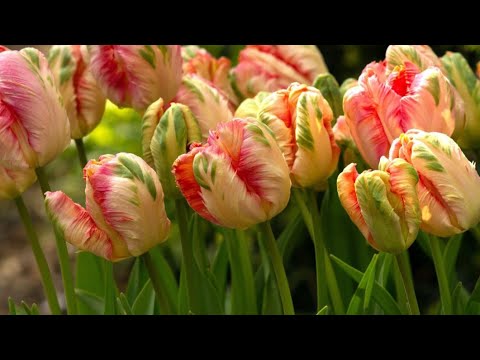 Видео: Таких ТЮЛЬПАНОВ Вы точно не видели! От них НЕ ОТВЕСТИ Взгляд!