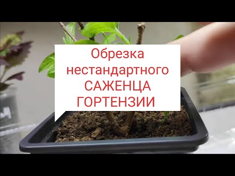 Видео: Как обрезать нестандартные саженцы гортензии🌿🌿🌿