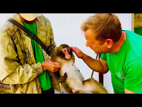 Видео: Как в Тайгане ПЕРЕВОДЯТ ОБЕЗЬЯН из одного вольера в другой НЕ УСЫПЛЯЯ?!