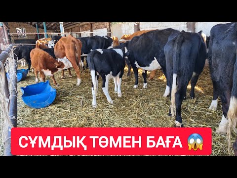 Видео: ҚЫЗЫЛОРДА МАЛ БАЗАРЫ, СИЫР, БҰҚА, БАСПАҚ, ҚАШАР, БАҒАЛАРЫ.