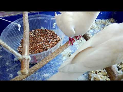 Видео: КОРМ для  голубей -артистов! Вкусняшки!№13- 1