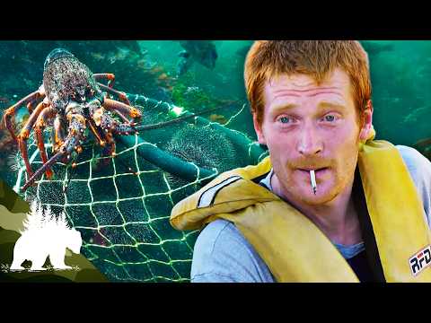 Видео: Знакомьтесь с новозеландскими дайверами-охотниками за головами | Spiky Gold Hunters | Серия прикл...