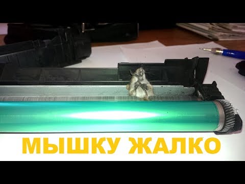 Видео: За кадром #2 Мышку жалко