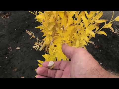 Видео: Платикодон даже осенью смотрится очень красиво