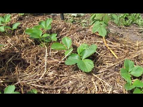 Видео: Ростим вместе (не много о подкормки) часть 2 .