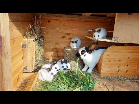 Видео: КЛЕТКИ ДЛЯ КРОЛИКОВ🐇РАЗМЕРЫ 🐰ДЕРЕВНЯ⛪ГЕРМАНИЯ