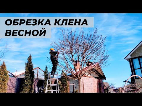 Видео: Весенняя обрезка клена Глобозум. Когда начинать весеннюю обрезку деревьев.