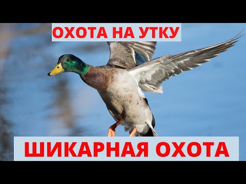 Видео: ОХОТА НА УТКУ.НОЯБРЬ 2020.УТКА ПРЁТ ВАЛОМ...