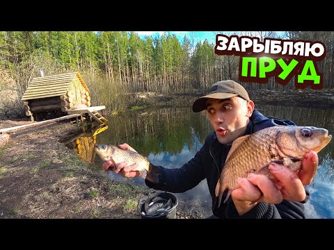 Видео: Зарыбляю пруд карасем. Возле охотничьего домика. Ловлю карасей руками, на спущенном пруду.