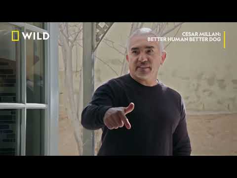 Видео: Чисти правила | Сизър Милан: Добър стопанин - добро куче | NG Wild Bulgaria