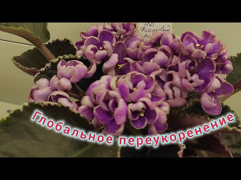Видео: Фиалки. Глобальная пересадка, переукоренение. Отделение деток от листа.
