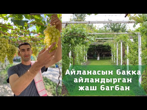 Видео: Айланасын бакка айландырган жаш багбан/Фазенда