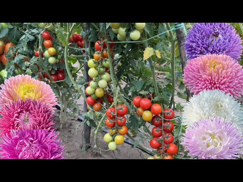 Видео: Почему мои ПОМИДОРЫ НЕ СГОРЕЛИ В ЖАРУ без солнцезащитной сетки