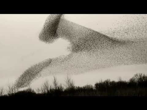 Видео: Бегство в память | Мы «Навсегда»