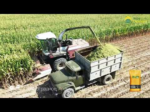 Видео: Гибрид: HAMMER (ФАО 700) | c. Виноградное, Аламудунский р-н #агрогоризонт #greenlifeseed #hammer