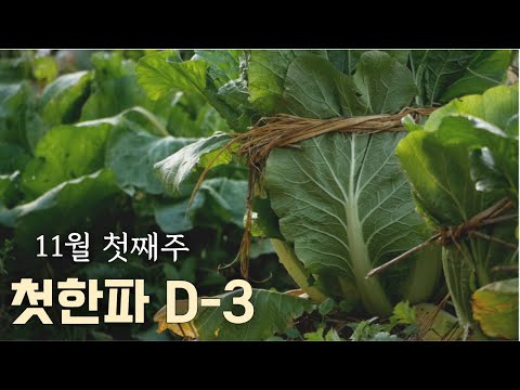 Видео: [Ноябрь-2] Прогнозируется похолодание, и я начинаю готовиться к зиме.